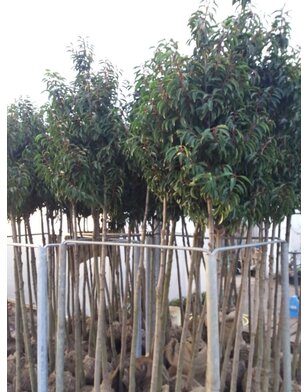 Portugese laurier | Prunus lus. Angustifolia op stam