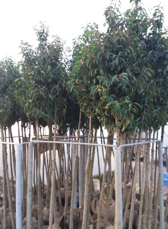 Portugese laurier | Prunus lus. Angustifolia op stam