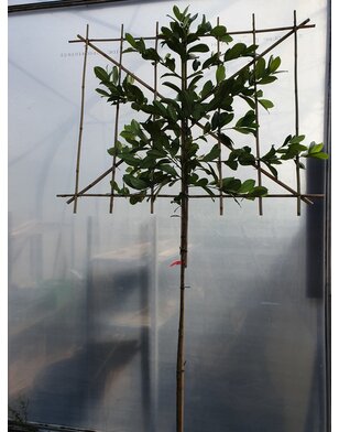 Laurier als leiboom | Prunus laurocerasus Elly
