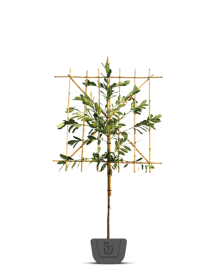 Laurier als leiboom | Prunus laurocerasus Elly