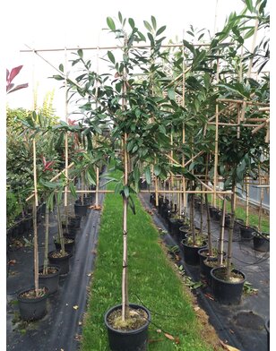 Laurier als leiboom | Prunus laurocerasus Elly