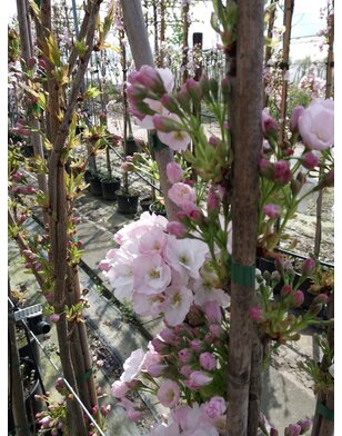 Zuilsierkers | Prunus serrulata Amanogawa