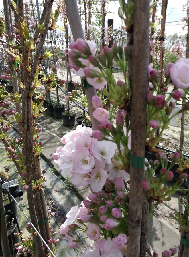 Zuilsierkers | Prunus serrulata Amanogawa