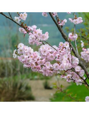 Japanse sierkers | Prunus subhirtella Autumnalis Rosea
