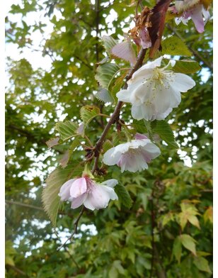 Japanse sierkers | Prunus subhirtella Autumnalis