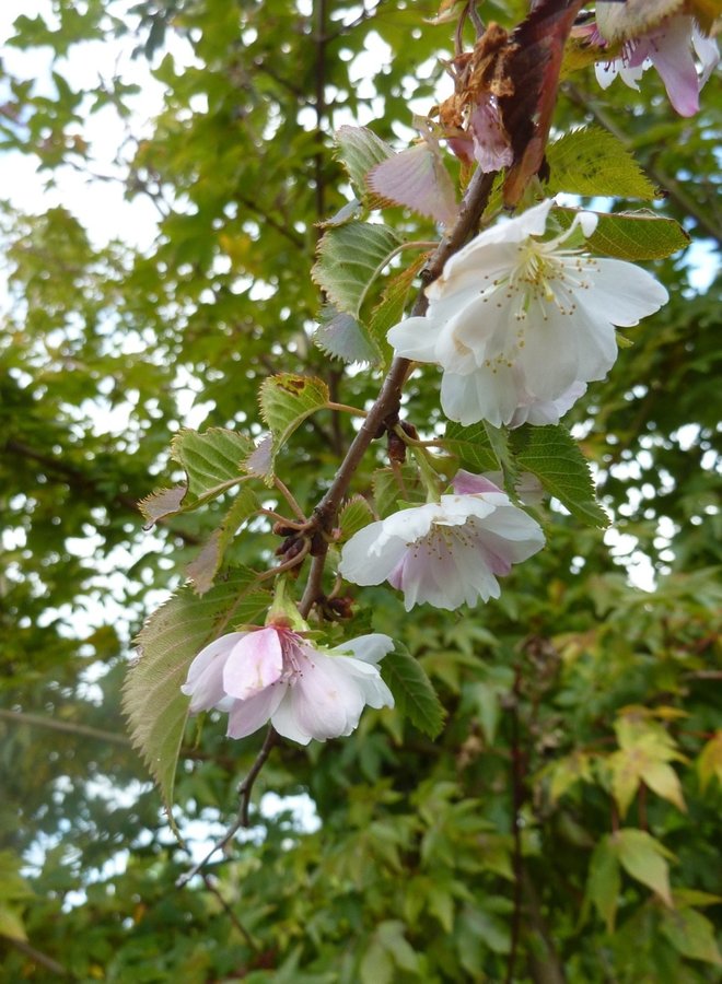 Japanse sierkers | Prunus subhirtella Autumnalis