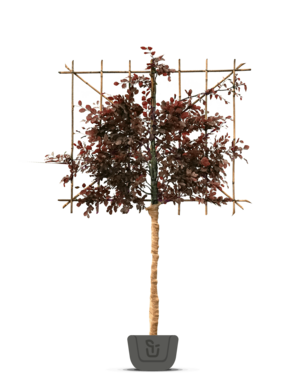 Leibeuk rood | Fagus sylvatica Atropunicea