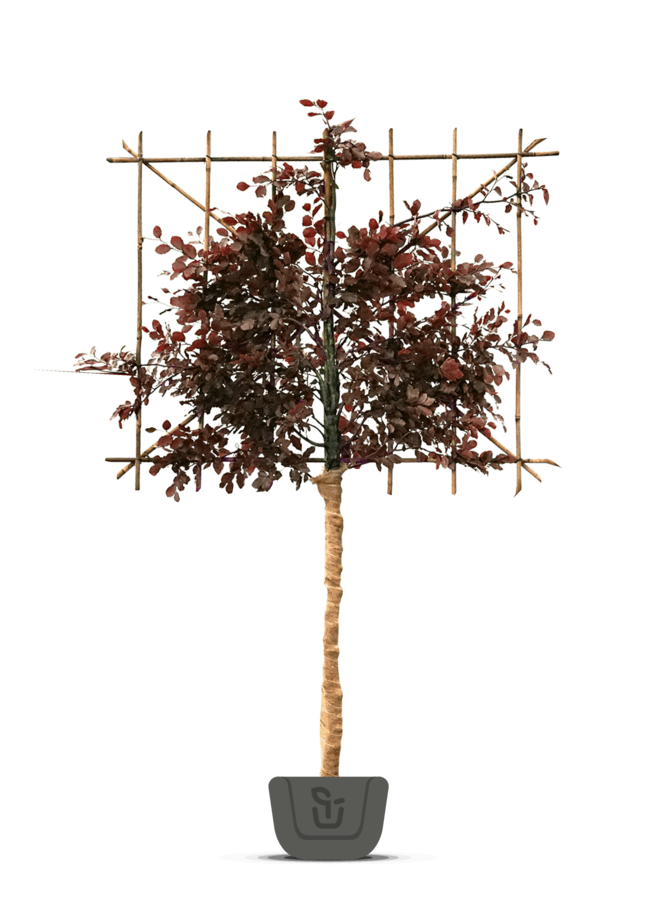 Leibeuk rood | Fagus sylvatica Atropunicea