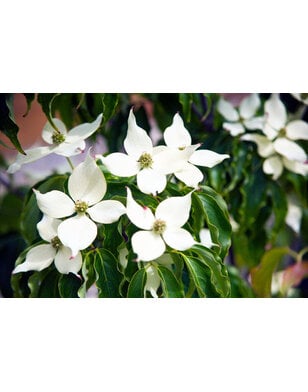 Chinese kornoelje |  Cornus k. Chinenses