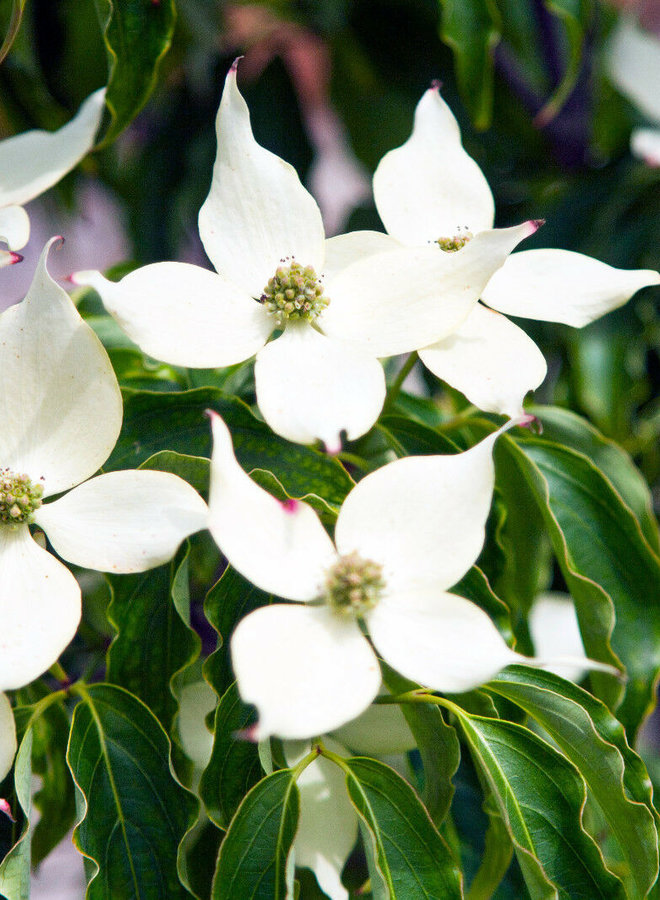 Chinese kornoelje |  Cornus k. Chinenses
