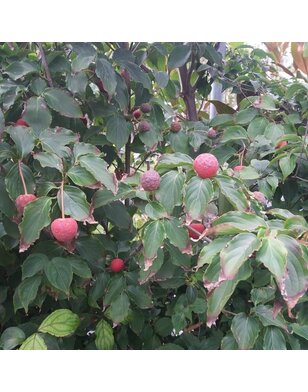 Kornoelje | Cornus kousa