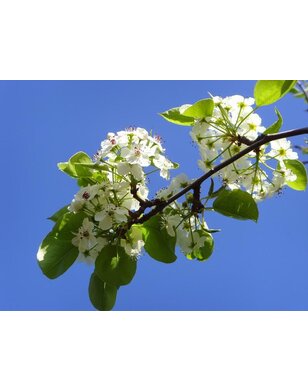 Lei sierpeer | Pyrus calleryana Chanticleer