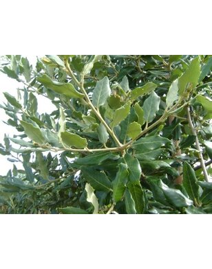 Steeneik | Quercus Ilex | meerstammig