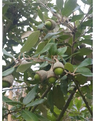 Steeneik | Quercus Ilex | meerstammig