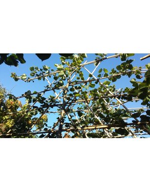 Kleinbladige leilinde | Tilia cordata Greenspire