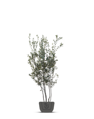 Steeneik | Quercus Ilex | meerstammig