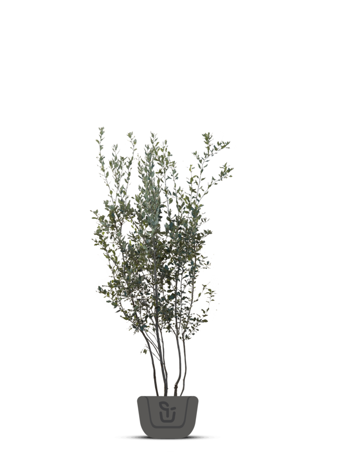 Steeneik | Quercus Ilex | meerstammig