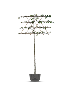 Leilinde Luisvrije Krimlinde | Tilia Euchlora