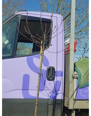 Sierappel op stam |  Malus Royalty