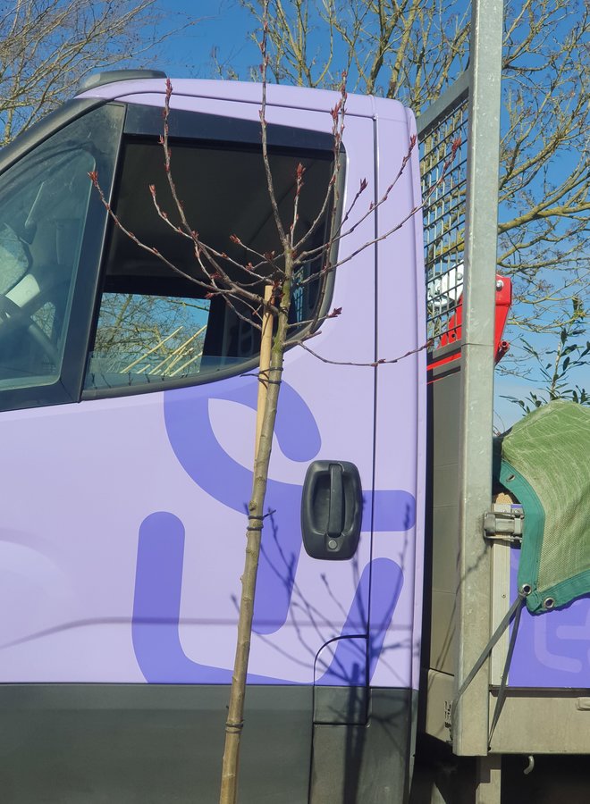 Sierappel op stam | Malus Royalty