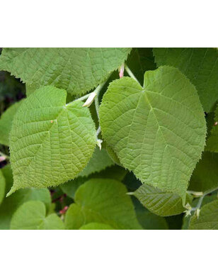 Luisvrije linde als leiboom | Tilia platyphyllos