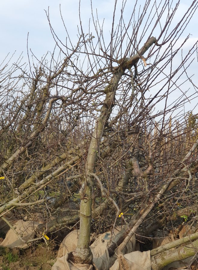 Oude fruitboom | Malus domestica Elstar