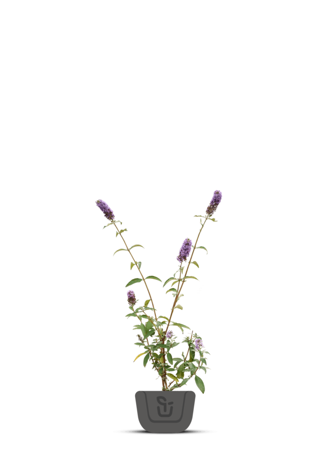 Vlinderstruik |  Buddleja davidii 'Ile de France'