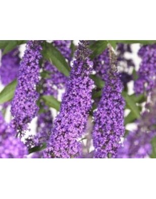 Vlinderstruik |  Buddleja davidii 'Ile de France'