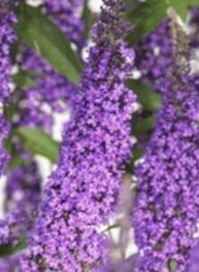 Vlinderstruik |  Buddleja davidii 'Ile de France'