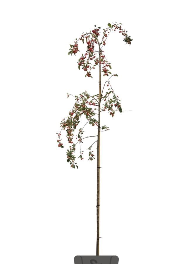Gele sierappel | Malus toringo Brouwers Beauty