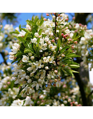 Gele sierappel | Malus toringo Brouwers Beauty