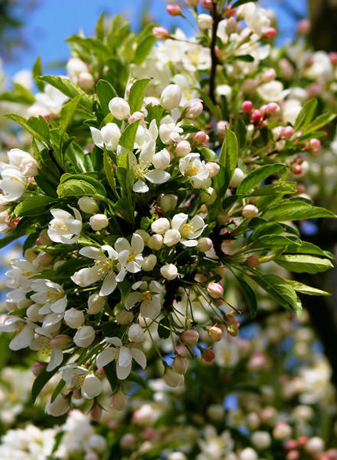 Gele sierappel | Malus toringo Brouwers Beauty