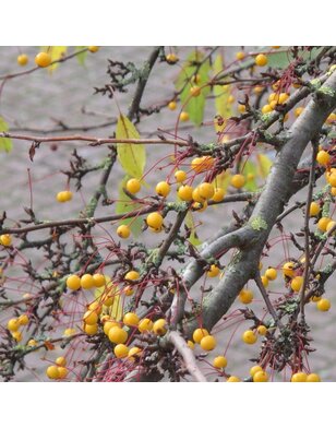 Gele sierappel | Malus toringo Brouwers Beauty