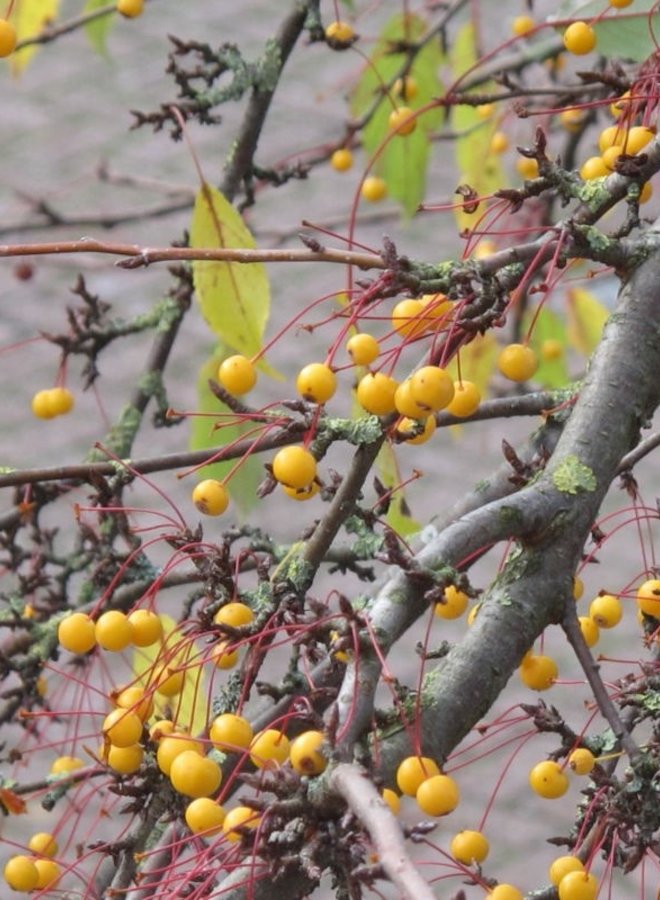 Gele sierappel | Malus toringo Brouwers Beauty