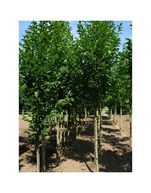 Beverboom | Magnolia soulangeana Heaven Scent