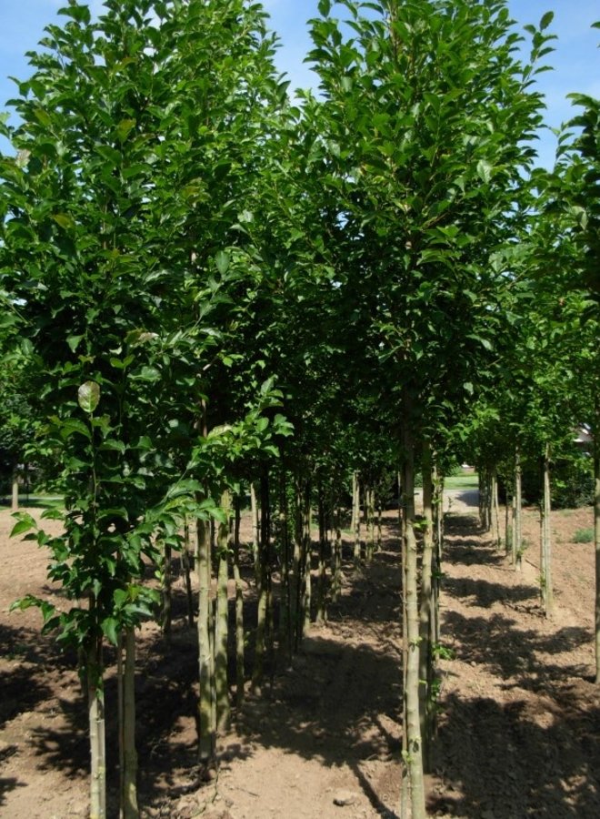 Beverboom | Magnolia soulangeana Heaven Scent