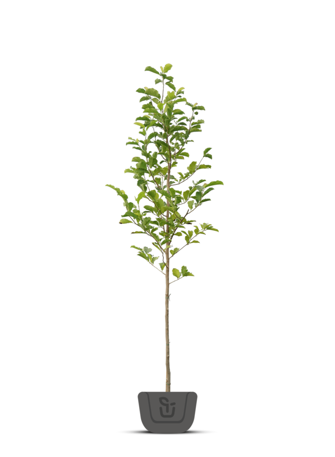 Beverboom | Magnolia soul. Heaven Scent