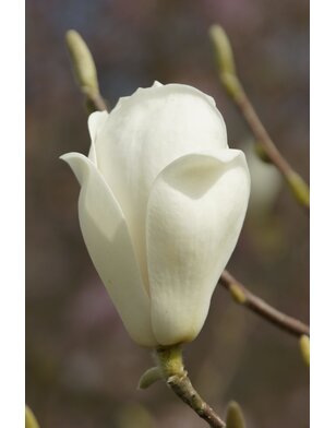 Magnoliaboom | Magnolia soulangeana Alba Superba