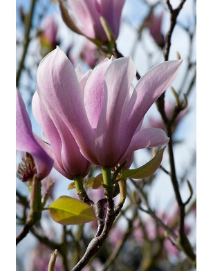 Beverboom | Magnolia soulangeana Heaven Scent