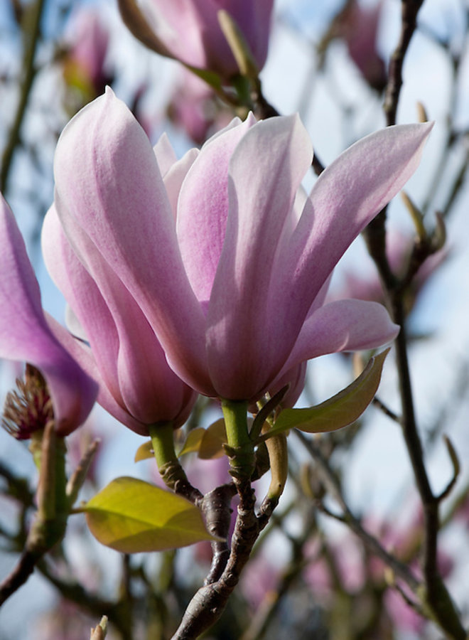 Beverboom | Magnolia soulangeana Heaven Scent