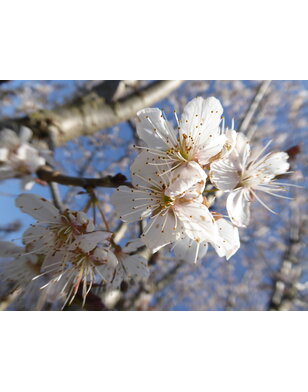 Witte sierkers | Prunus 'Colt'