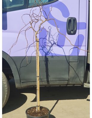 Kronkel acacia | Robinia Twisty Baby