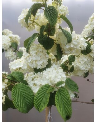 Viburnum opulus 'Roseum'