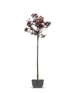 Sierappel  op stam |  Malus Royalty