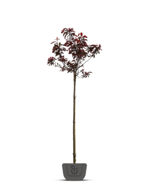 Sierappel op stam |  Malus Royalty