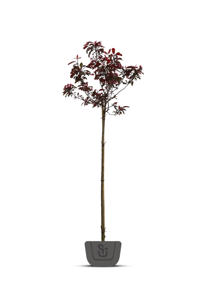 Sierappel  op stam |  Malus Royalty