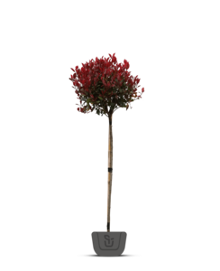 Photinia fr. Robusta Compacta