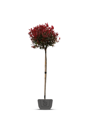 Photinia fraseri Robusta Compacta