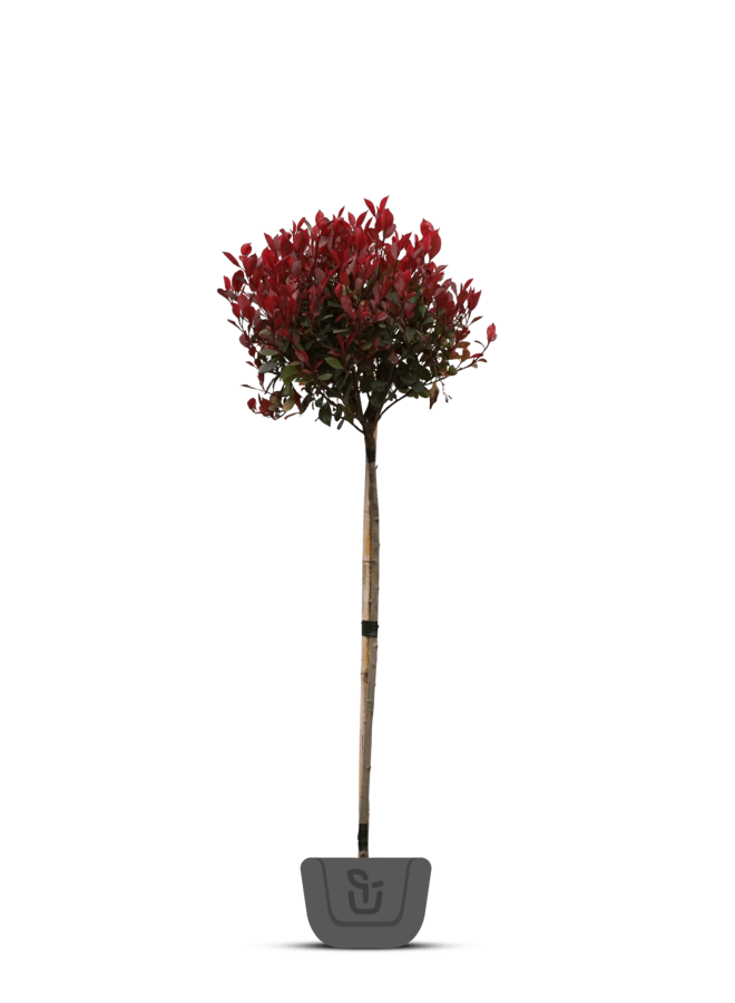 Photinia fr. Robusta Compacta