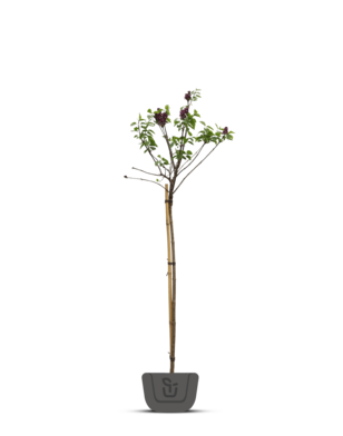 Sering op stam | Syringa in soorten